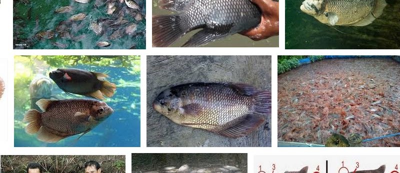 Teknik Budidaya Ikan Gurame Hemat Biaya dan Menguntungkan