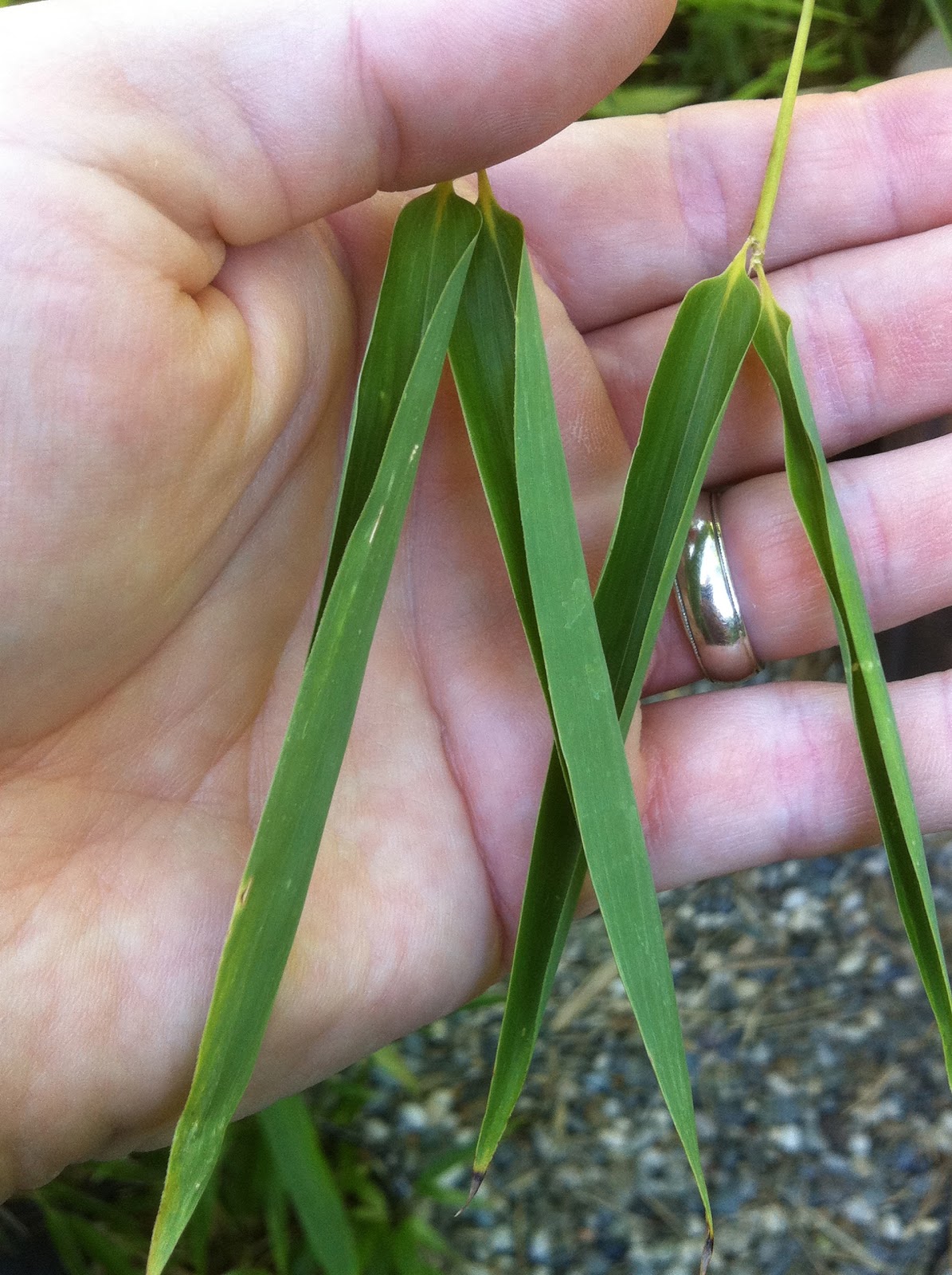 Bamboo Geek Bamboo tip How to tell when your bamboo plant needs to be