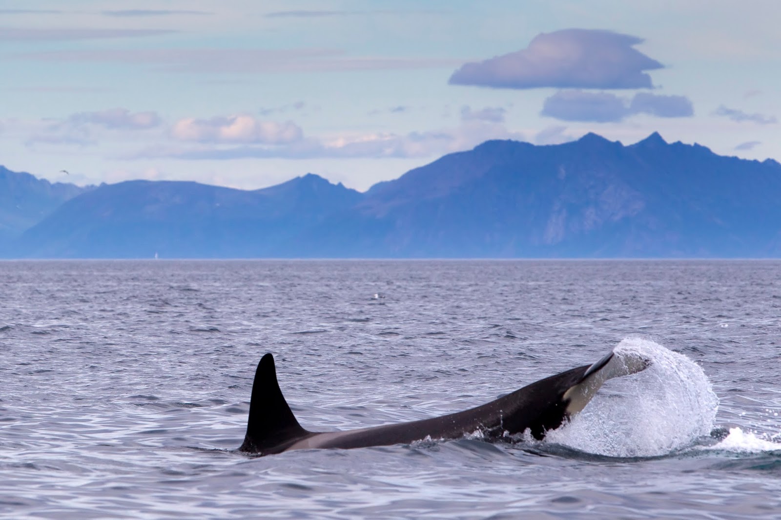 What do the orca eat? - AboutWhales