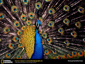 Peacock Wallpapers