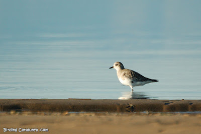 Pigre gris (Pluvialis squatarola)