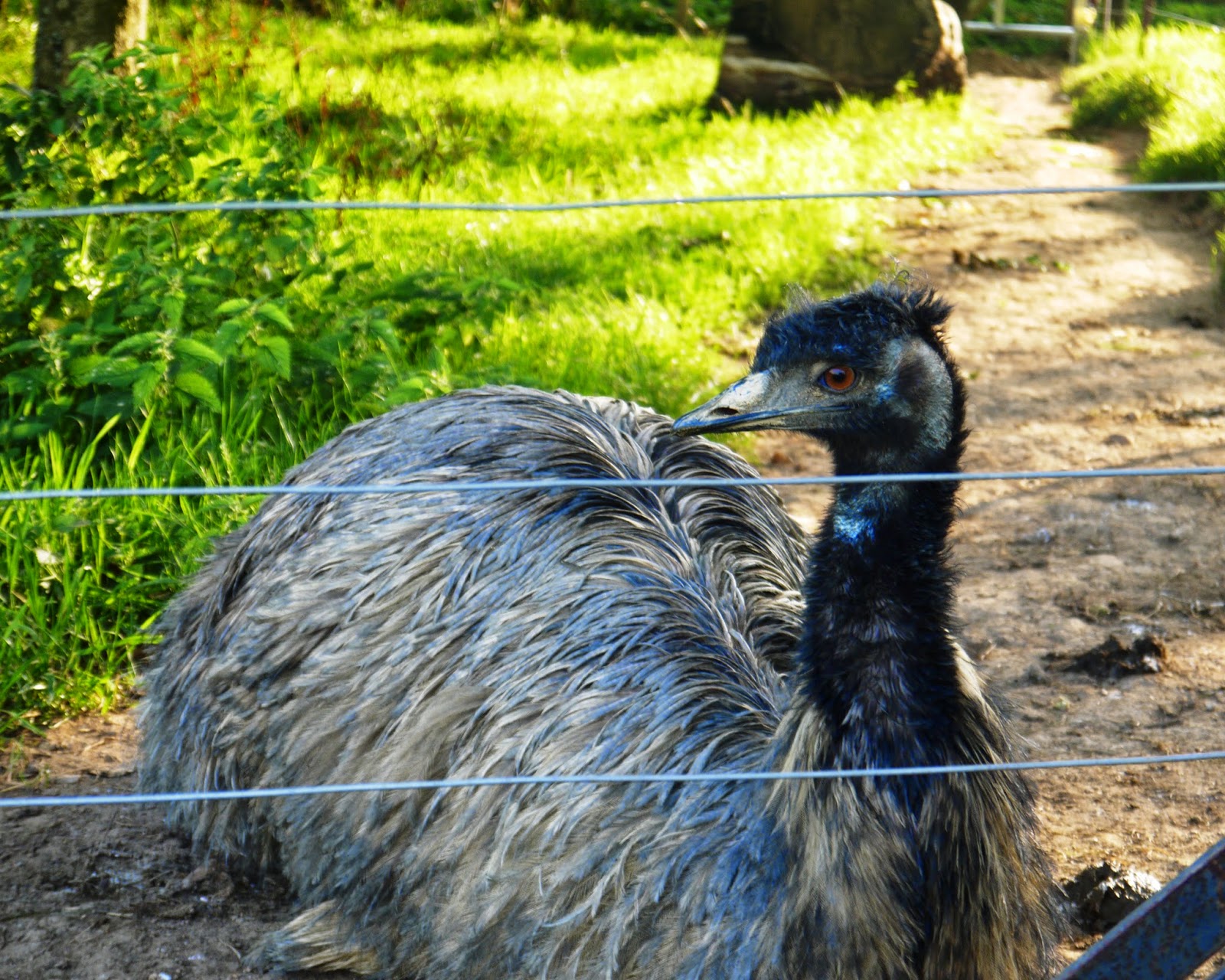 The Lost Gardens of Heligan, Cornwall - emu