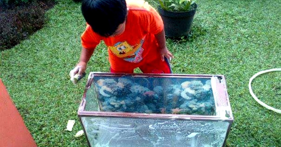 7 Cara Merawat Aquarium Ikan Hias Agar Air Tetap Jernih Hobinatang