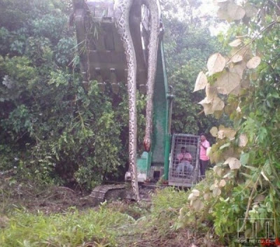 810 Foto Penampakan Ular Siluman Terbaru