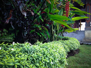 Fresh And Sweet Garden Plants In The Yard At Buddhist Monastery In Bali Indonesia