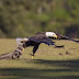 Embarrassing: Eagle got counter attack from a raccoon