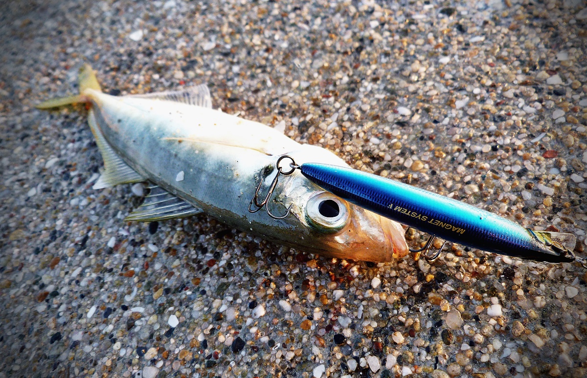 RC fishing Small Horse Mackerel For Me