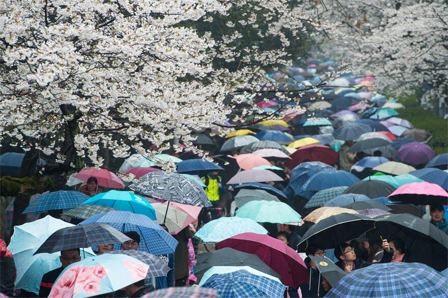 22 Magical Photos Of Cherry Blossoms That Have Just Bloomed In China