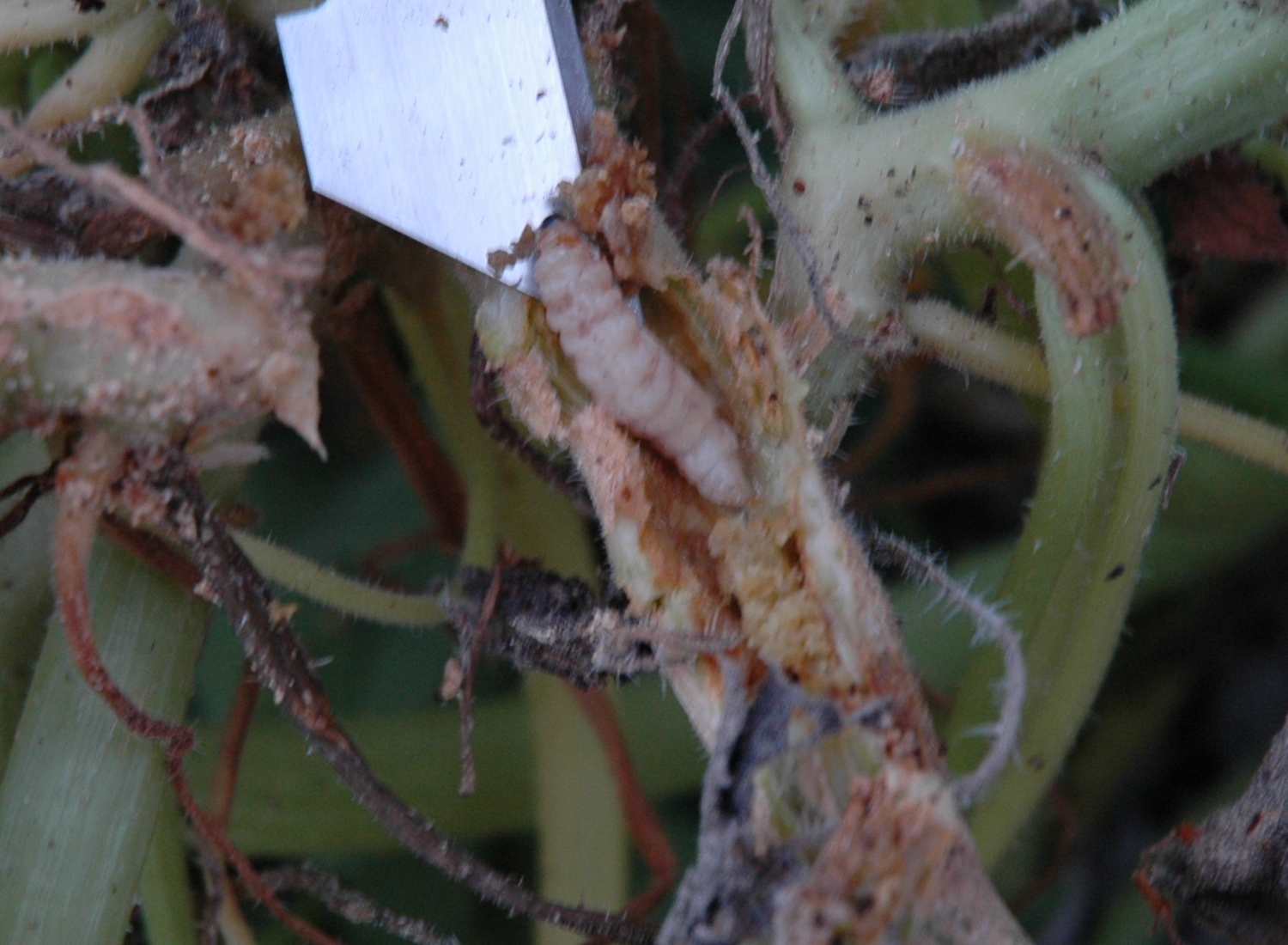 Strange Gardener Spaghetti Squash UPDATE