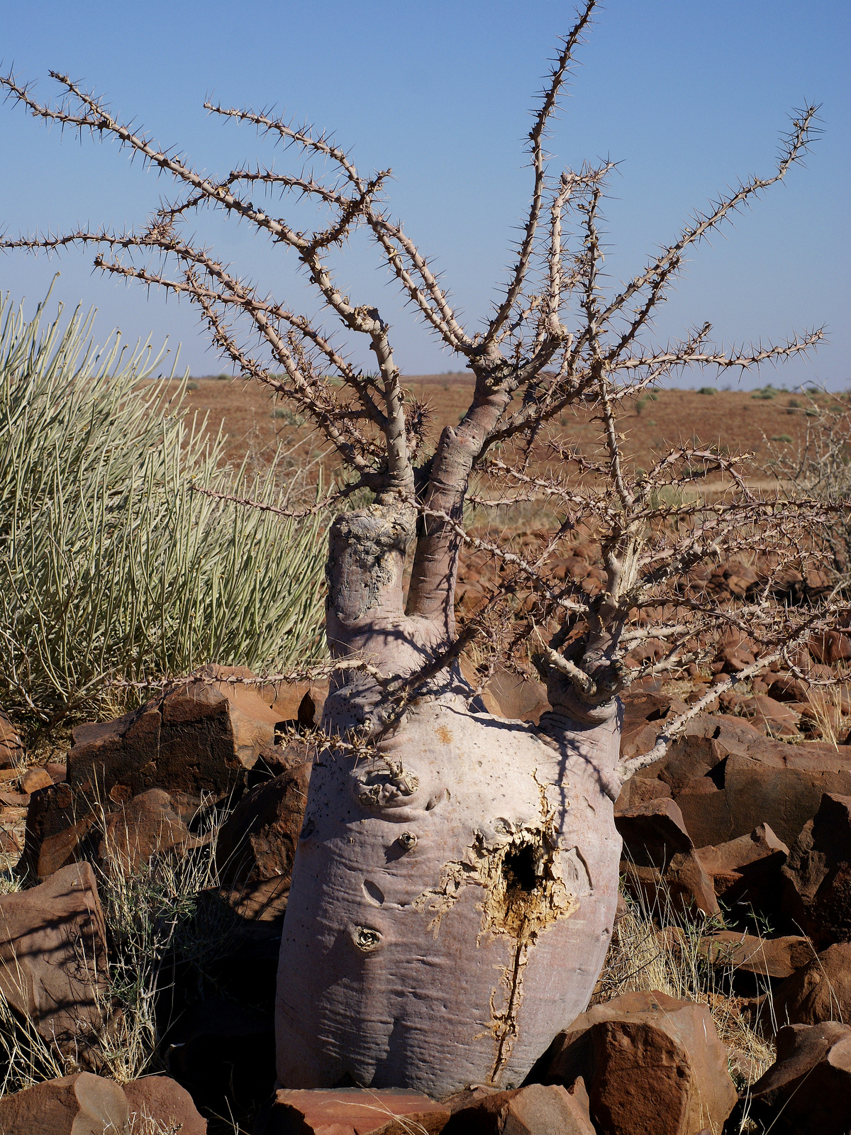 Real Monstrosities: Bottle Tree