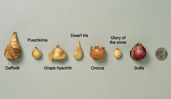 Болезни луковиц тюльпанов описание с фотографиями и названиями