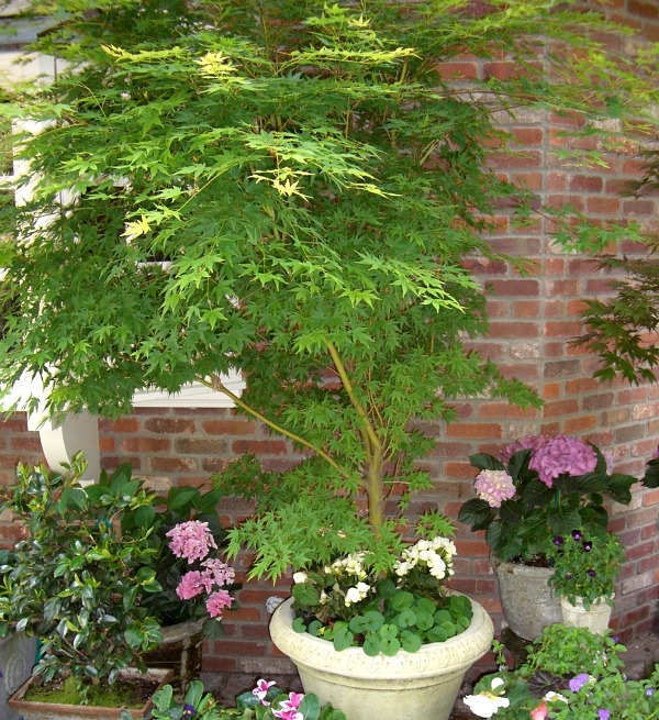 Growing Japanese Maples In Containers COZY LITTLE HOUSE