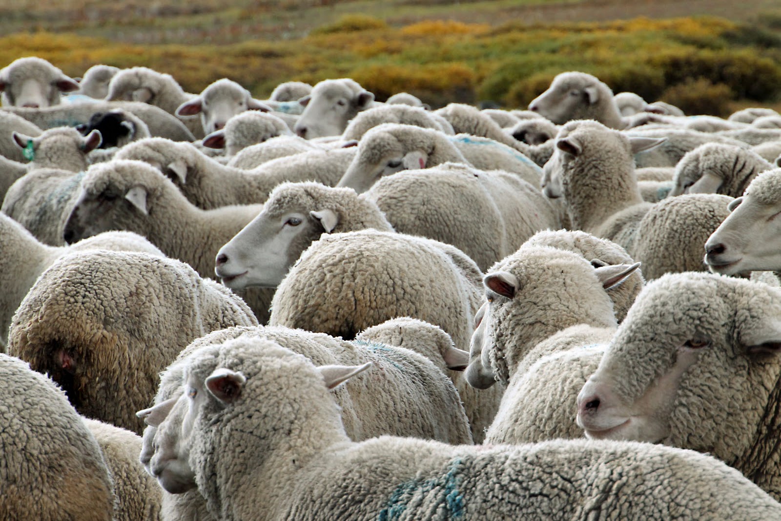 What Is A Group Of Sheep Called Asking List