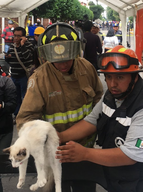 Elementos de protección Civil y Bomberos rescatan a un gato de edificio colapsado en Lindavista Elementos de protección Civil y Bomberos rescatan a un gato de edificio colapsado en Lindavista