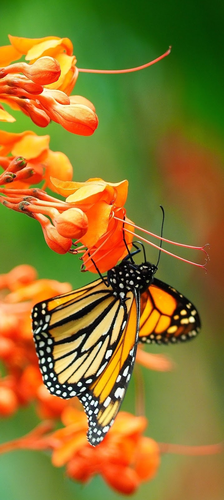 Amazing photo of a monarch butterfly.