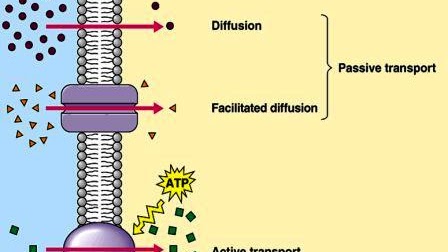 Active Transport Diagram