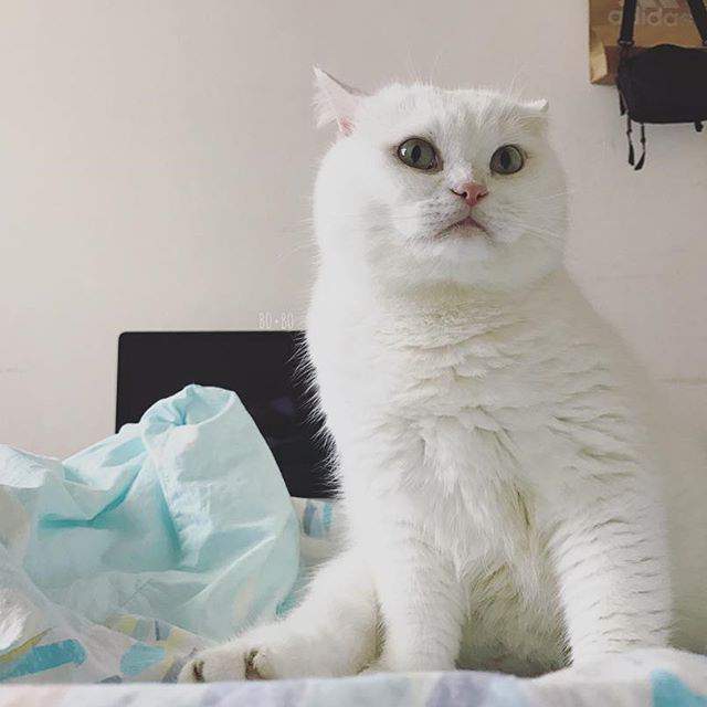 100 Gambar Kucing Imut-Imut Dan Lucu Untuk Wallpaper Hp 100 Gambar Kucing Imut-Imut Dan Lucu Untuk Wallpaper Hp