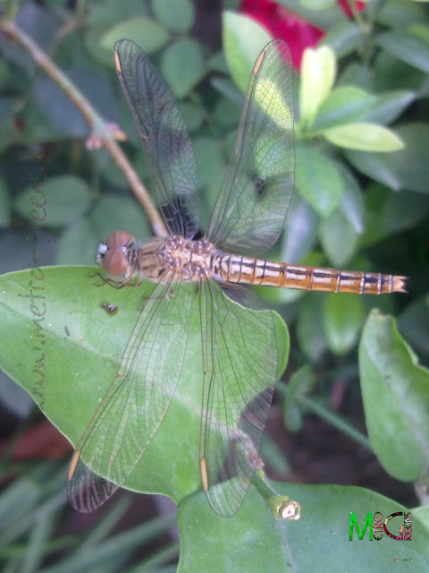 The Dragonfly posing for me on a leaf of my Arabian Jasmine plant.