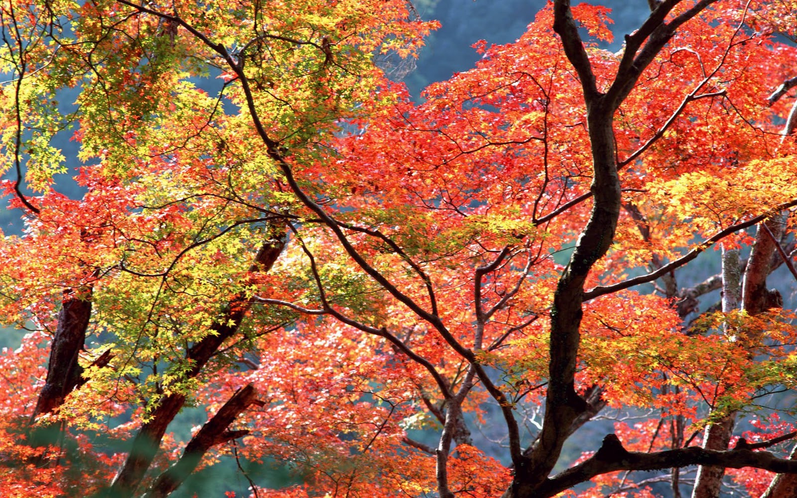 http://2.bp.blogspot.com/-yaA4bONuOmw/TwH27H_pWQI/AAAAAAAAbT4/H2nynRIdUo4/s1600/Autumn+Trees+HD+Wallpapers.jpg
