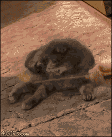 funny-cat-gif-picture-omg-it-was-you-cat.gif