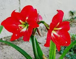 amarilis amaryllis hippeastrum