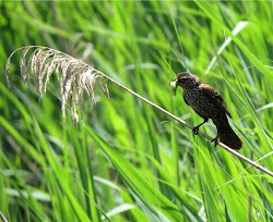 hawk sanctuary rise nj bird viewing area sighting female