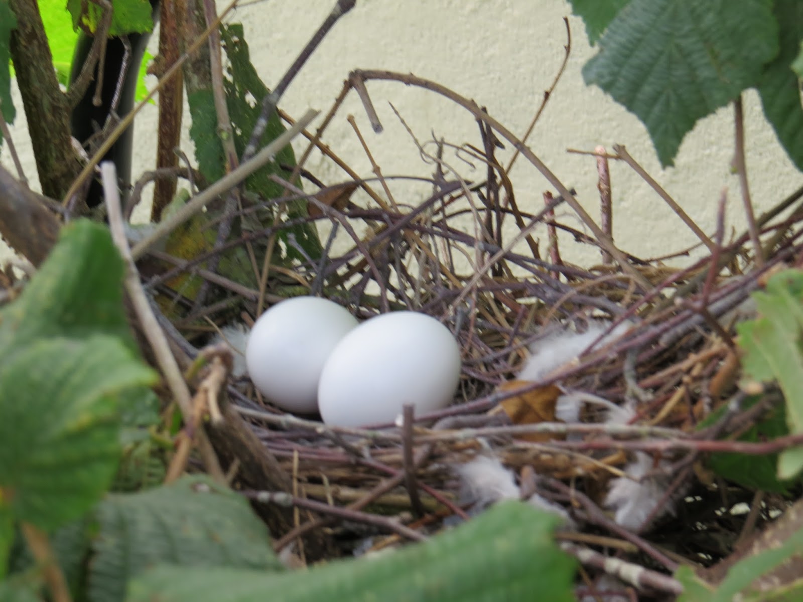 Appleton Wildlife Diary Pigeons And Bears