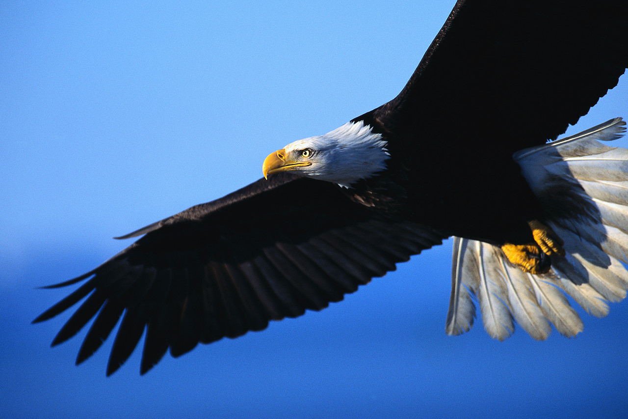 Eagle In Flight, #Eagle