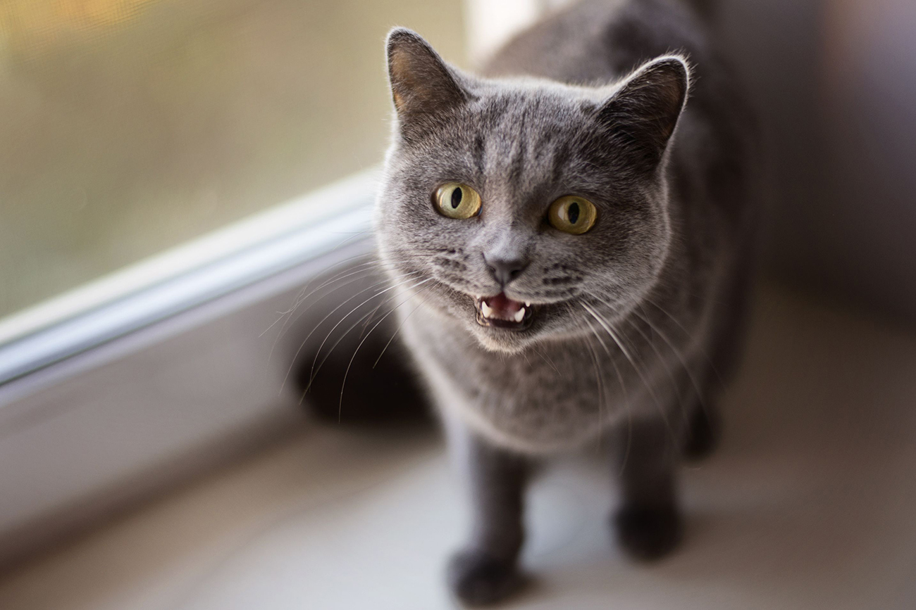 How To Treat A Cat With A Swollen Paw Encyclopedia of Knowledge