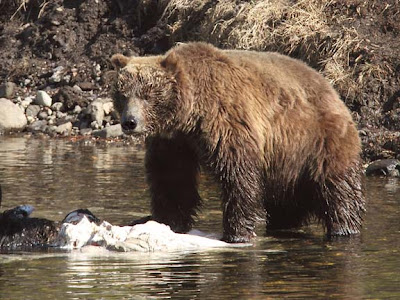 Grizzly Bear Feeding on Bison Carcass