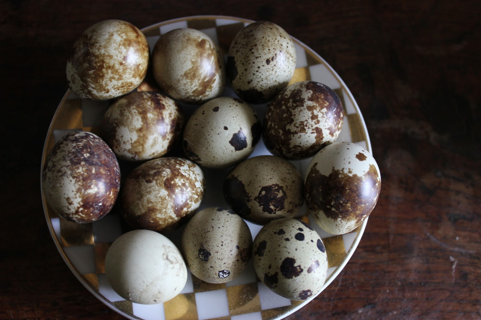 Quail eggs, history, medicine and the pure pleasure of raising quail