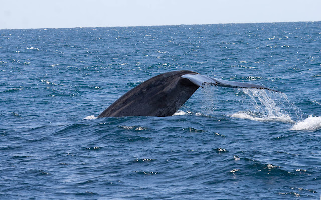 Blue Whale fluke