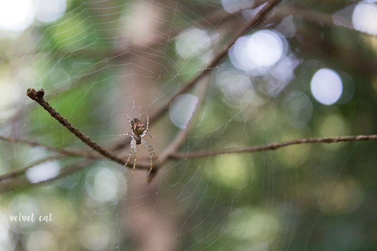 paseando bosque fotografía