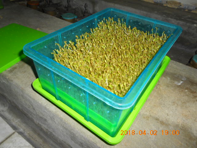 ��Ī��,��Ī�گ�,fenugreek,fenugreek-seeds,�����l,��Ī�ڽ��n,��Ī�ڬ�\��,��Ī�گ��\��,��Ī�ڵo����,��Ī�ڬ�