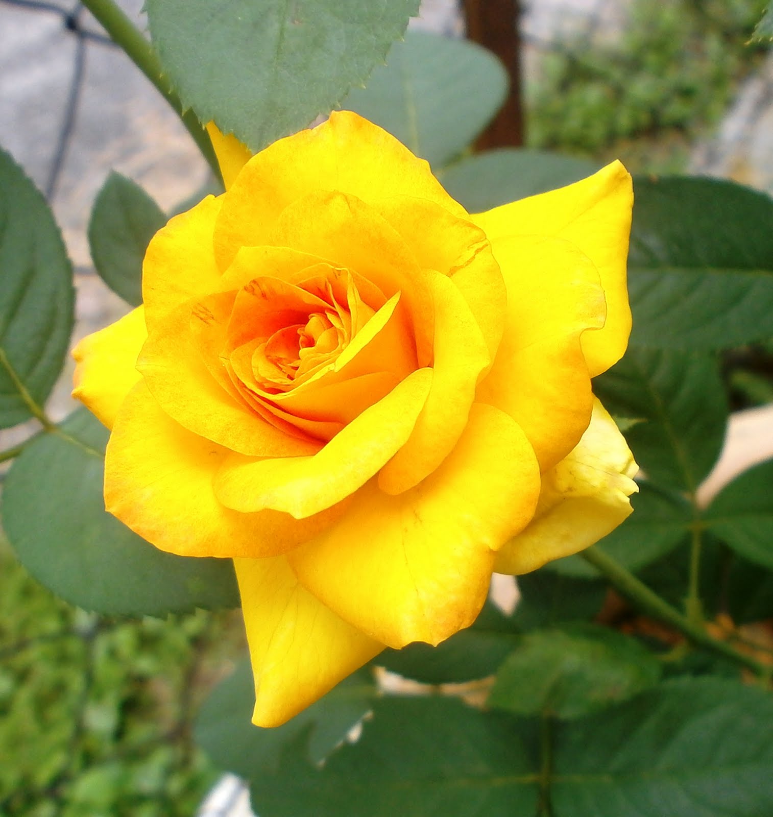 ROSMERAHPUTIH: RIWAYAT SEKUNTUM ROS KUNING...