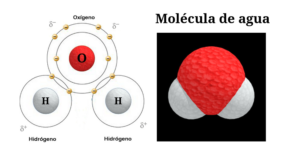 Molécula Agua