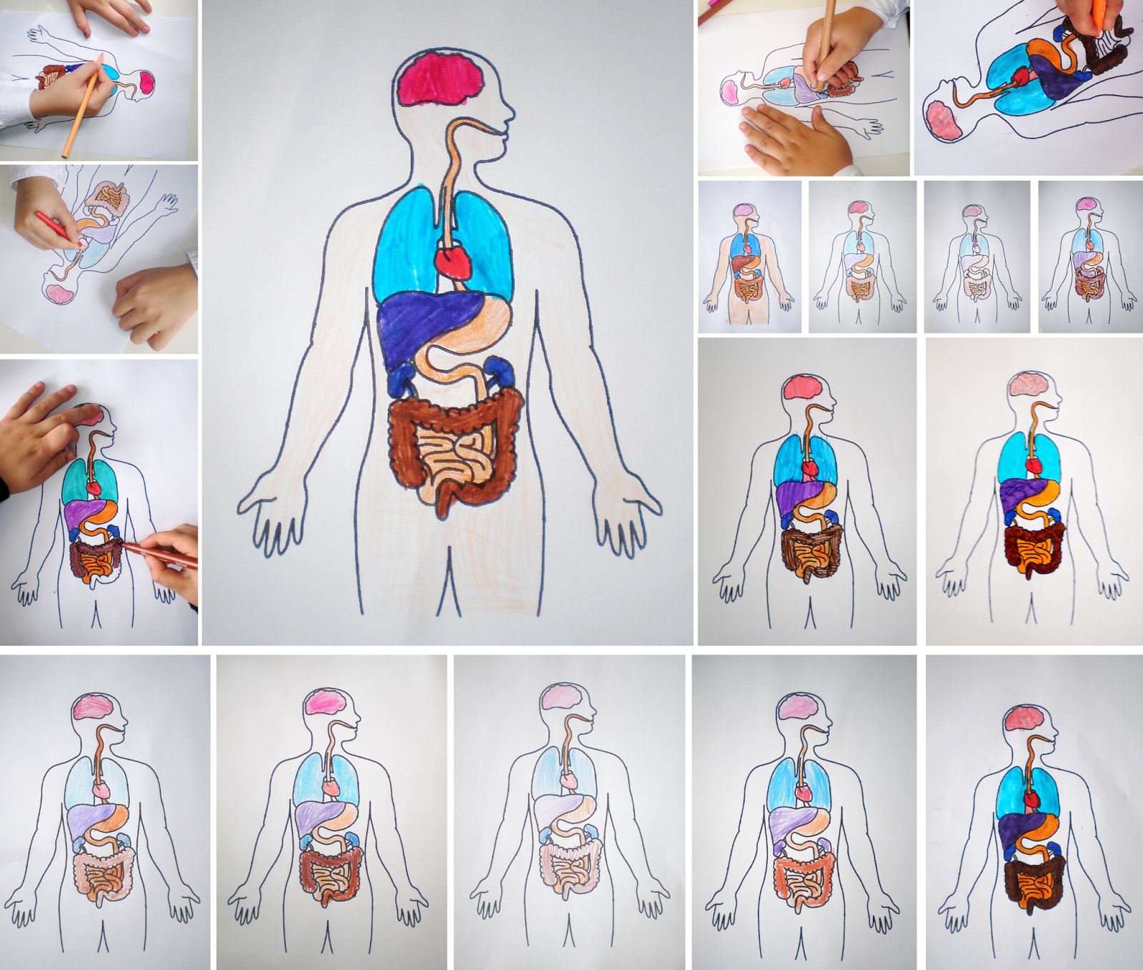 Organele din interiorul corpului uman