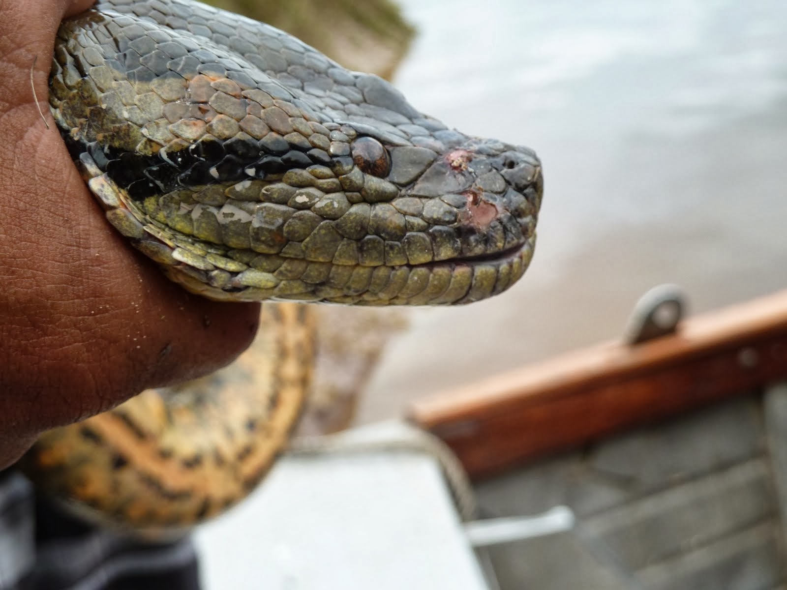 Andrea around the world anaconda.......