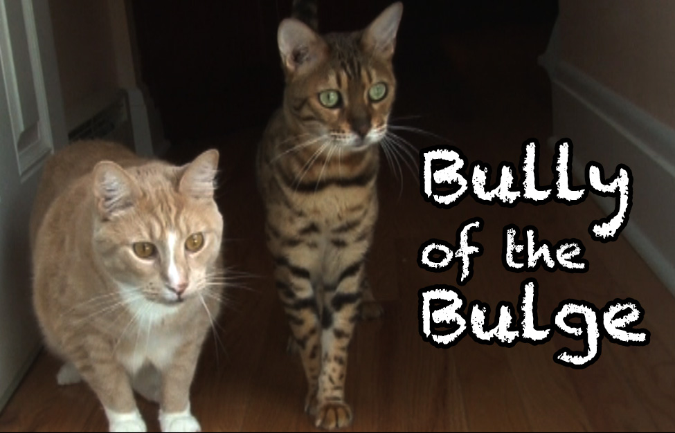 Henson's Hell Bully of the Bulge Cat Clips 230
