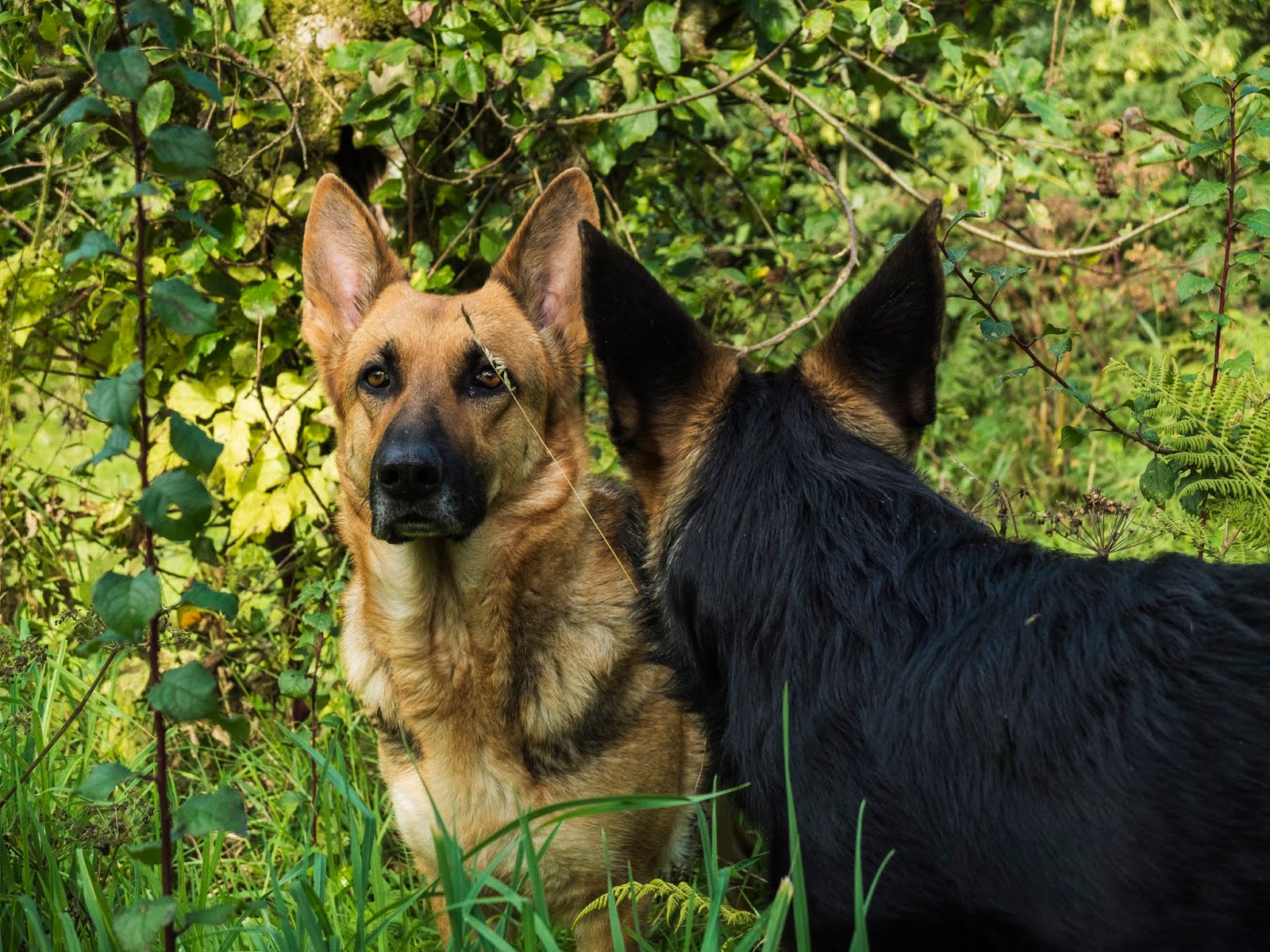 Nala a German Shepherd facing the camera with her puppy Poppy facing away from the camera.