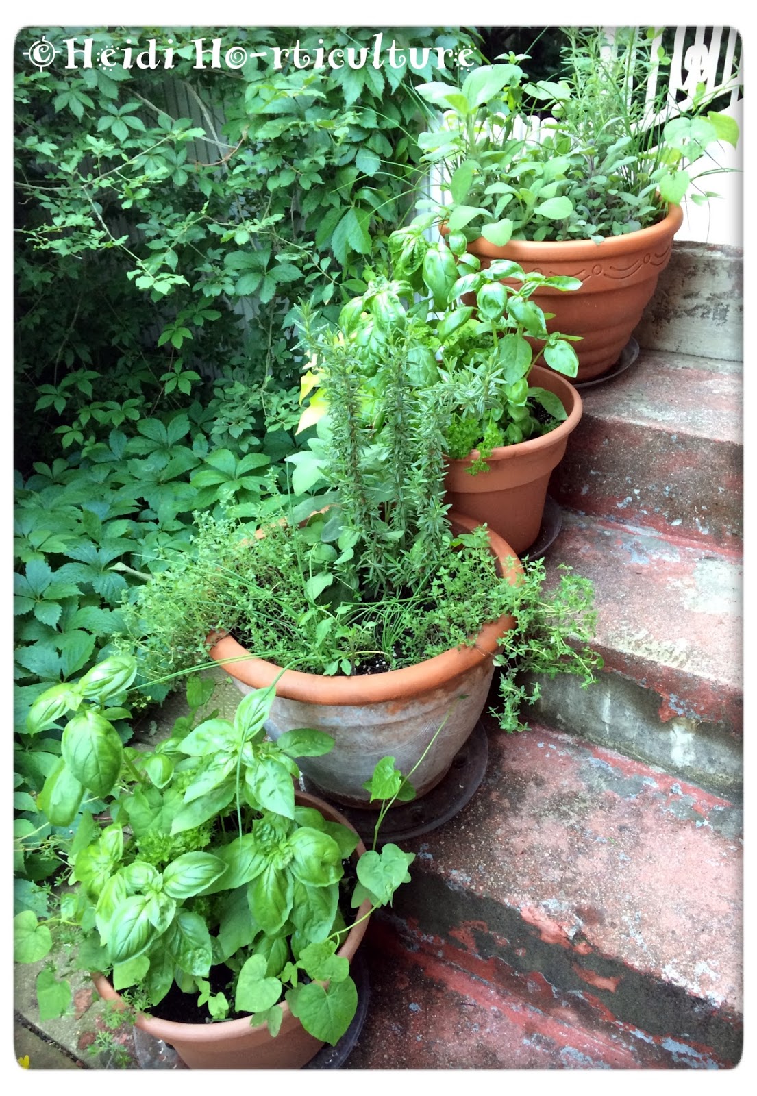 Heidi Horticulture DIY Making Your Own Potting Soil for Herb Containers