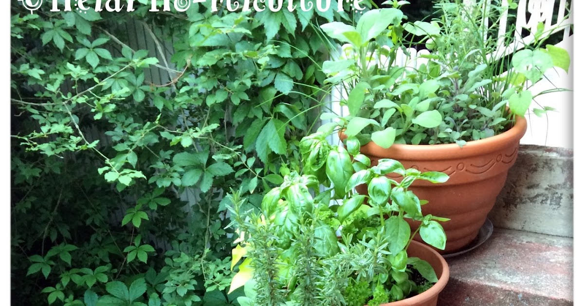 Heidi Horticulture: DIY - Making Your Own Potting Soil for Herb Containers