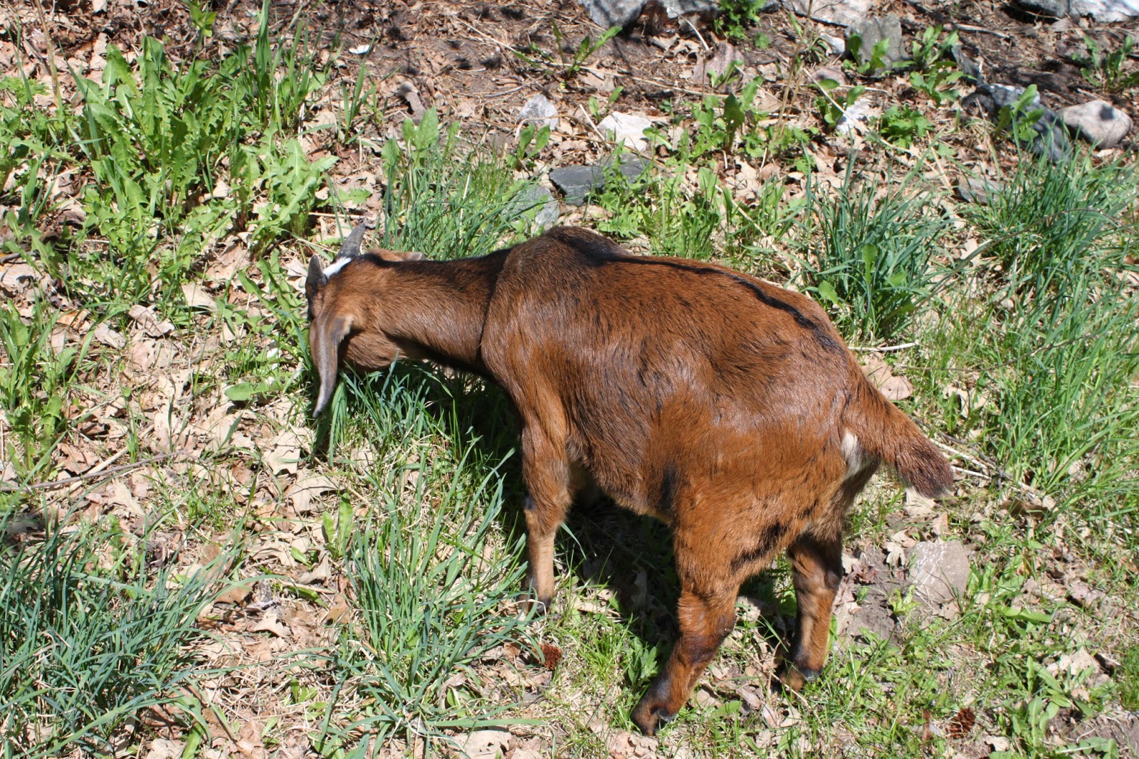 Simpson Eco Farms Nubian goats Ontario, Canada. Meet Nabob and Mocha
