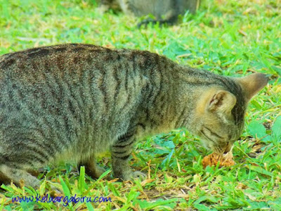 Keluarga Biru di Kebun Raya Purwodadi