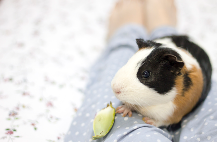 fotografia-cobaya-kevin