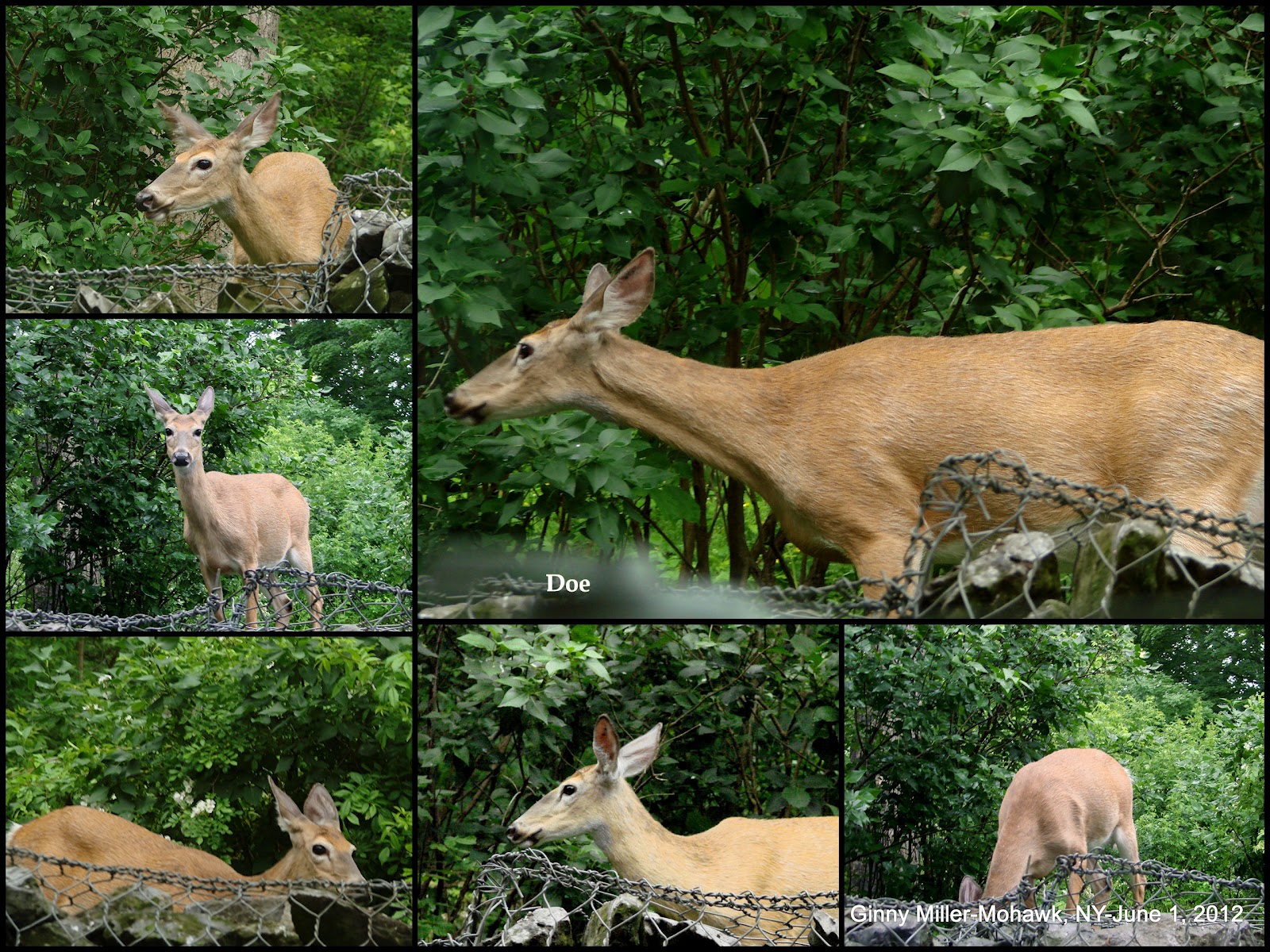 Photography By Ginny June 1st 3rd 2012 More Deer And Fox Photos
