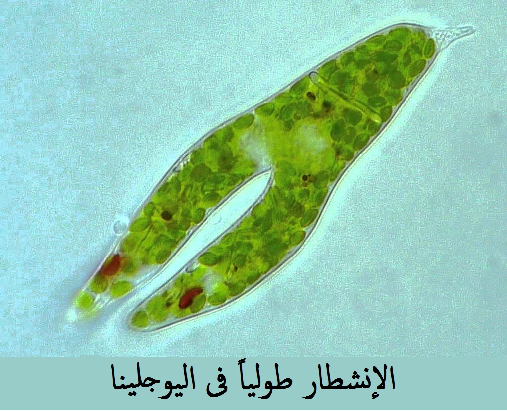 الدرس 43 صور التكاثر اللاجنسى 1 الإنشطار الثنائى مدونة أحمد النادى لأحياء الثانوية العامة