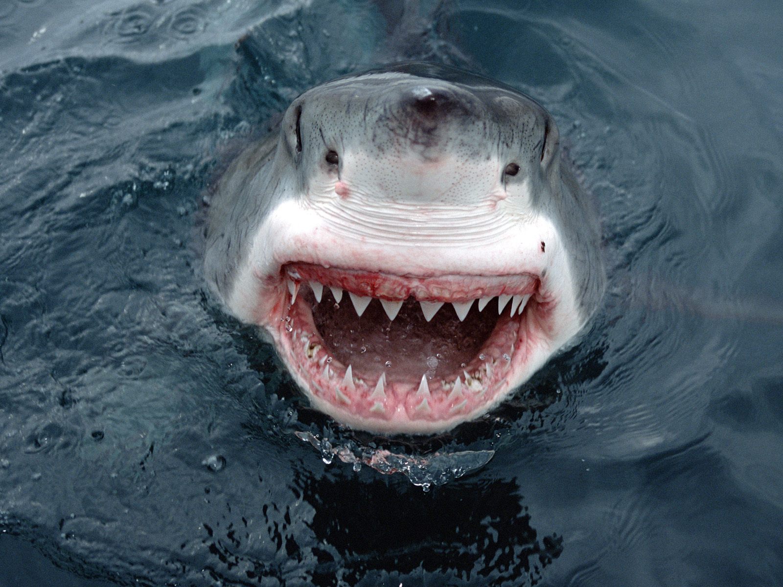 Free Images Online Weird Sea Animals free-images-online-weird-sea-animals