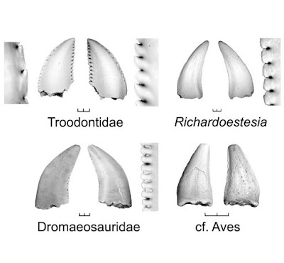 Fossil teeth suggest that seeds saved bird ancestors from extinction Fossil teeth suggest that seeds saved bird ancestors from extinction