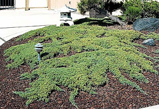 How to Plant Dwarf Junipers